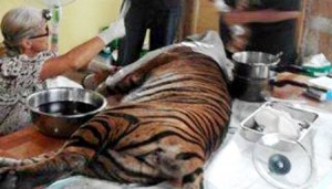 Seorang dokter menangani harimau di Balai Taman Nasional Batang Gadis
