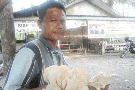 Budidaya Jamur di Tapsel Menjanjikan
