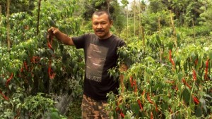 Abdul Hamid di kebun cabenya