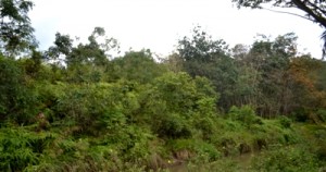 Lahan terminal Panyabungan yang dibeli pemkab Madina di Jl. Abdul Haris Nasution atau lebih populer jalan lingkar timur Panyabungan