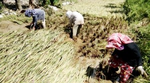 Petani di Muara Siambak memanen padi tersisa