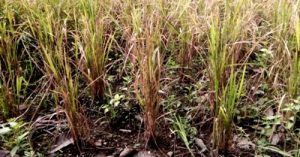 Rumpun padi di Desa Muara Siambak sedikit menghasilkan bulir akibat kerusakan irigasi