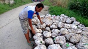 mengumpul karet di panyabungan