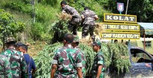 Pasukan TNI menurunkan tanaman ganja dari truk di Panyabungan Timur