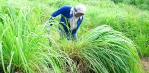Seorang petani serai wangi hendak memanen