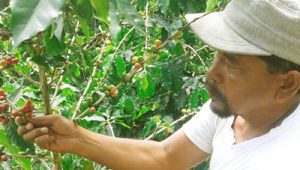 Ali Musa Lubis memanen kopi miliknya di Desa Pastab