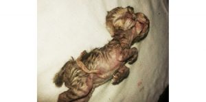 Kucing yang lahir dengan kepala dua di Batahan