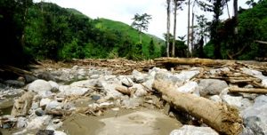 Hutan Rantopuran gundul