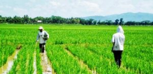 memupuk-padi