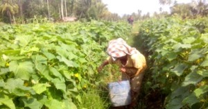 Panen Melimpah, Harga Timun 2.000 Per Kilo