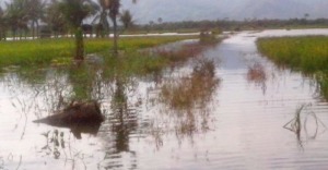 Lahan Pertanian Terendam, Butuh Bantuan Pemerintah