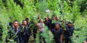 Polres dan temuan ganja