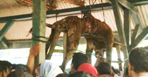 Akhirnya Harimau Peneror Manusia Ditangkap