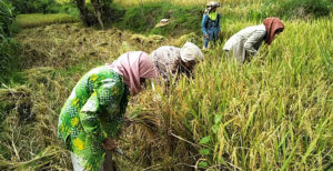 Penen padi di mandailing julu