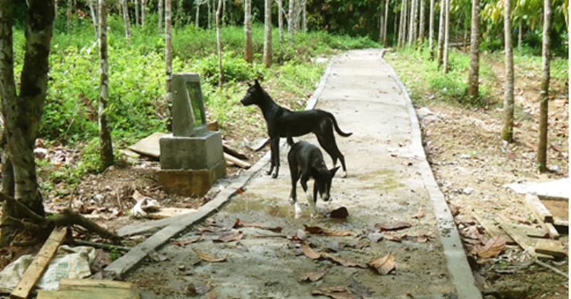 Rabat Beton Desa Tambangan Pasoman