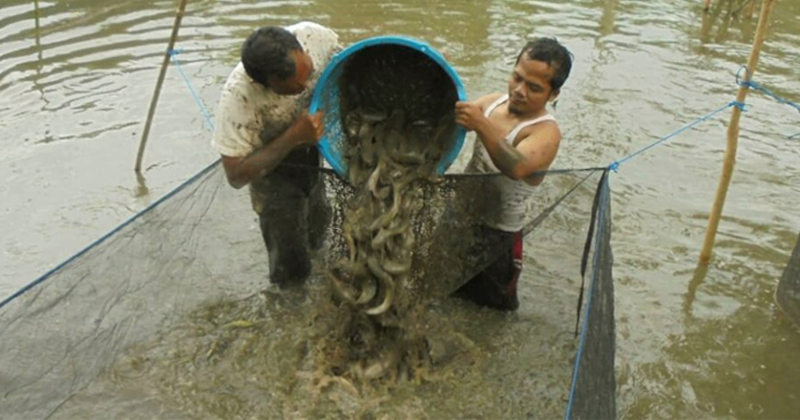 penen lele di Hutabangun Jae