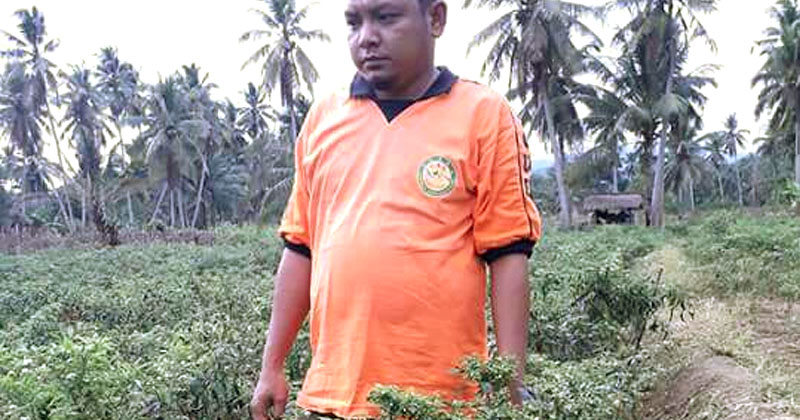 Petani cabai di Lumban Dolok, Siabu, Mandailing Natal