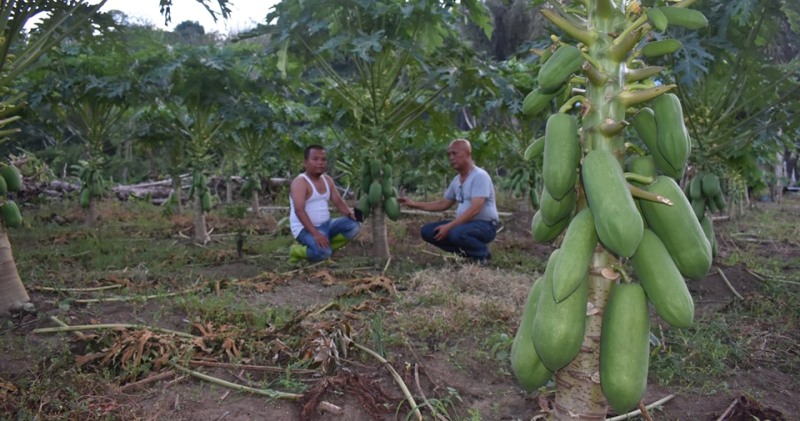 Putra Lubis di kebun pepaya miliknya