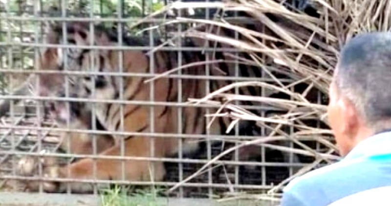 Harimau Sumatera yang ditangkap di Palas