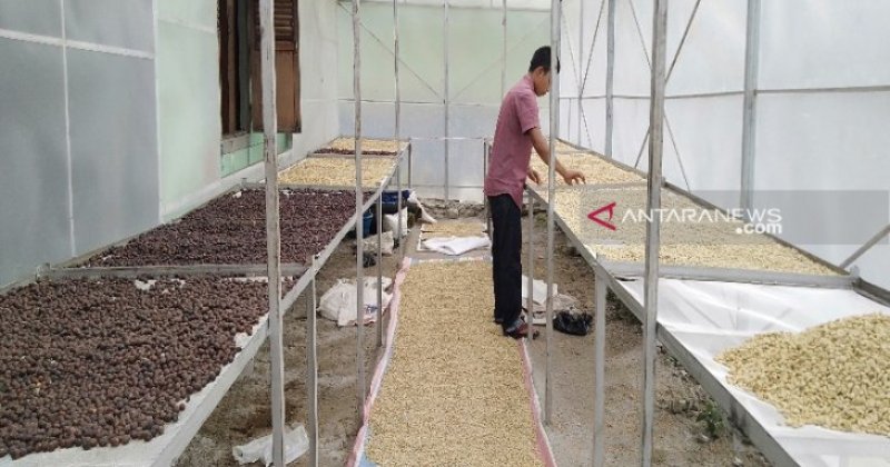 Menjemur kopi di lokasi KSU Kopi Mandailing, Ulupungkut