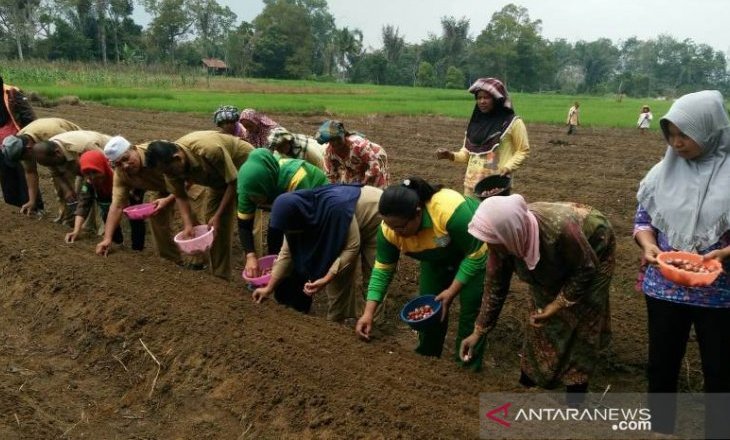 Petani di Desa Naggarjati Hutapadang, Arse, Tapsel melakukan tanam perdana bawang merah