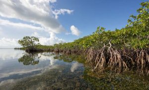 Hutan mangrove di pinggir laut