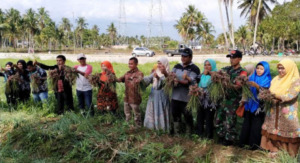 Lumban Pasir Berhasil di Bawang Merah