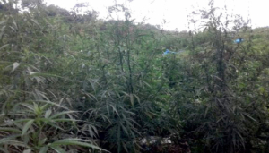 20 Hektar Ladang Ganja Ditemukan di Madina