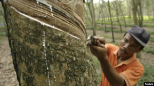 Harga getah melorot di Madina