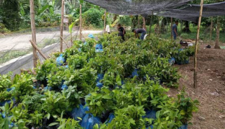 Yayasan Mataniari Suplay Bibit Buah di Madina