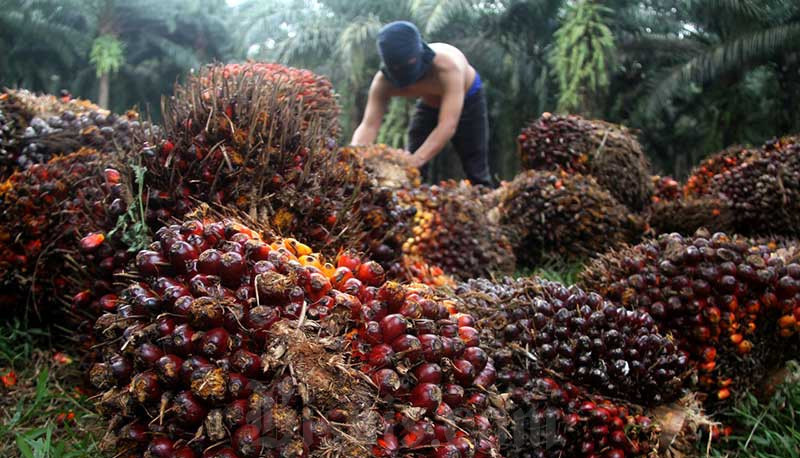 Ini Harga TBS di Sumut Pekan Ini, Tertinggi Rp 3.655/Kg