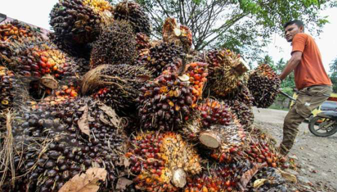 Harga TBS Sawit Terjun Tak Terkendali