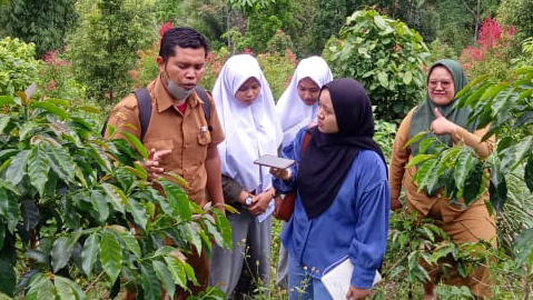 Melirik Kopi Mandailing di Ulupungkut