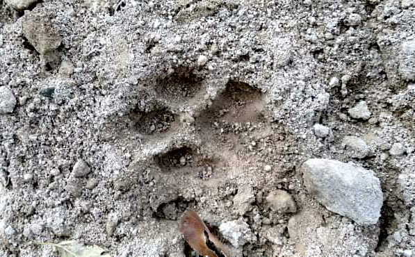 Babiat Berkeliaran, Warga Pagur Takut Mangguris