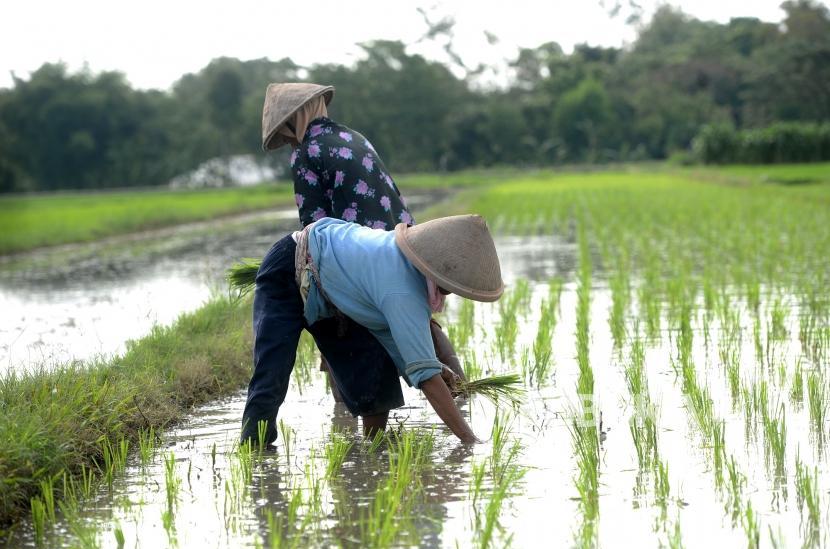 Petani Makin Malas Tanam Padi