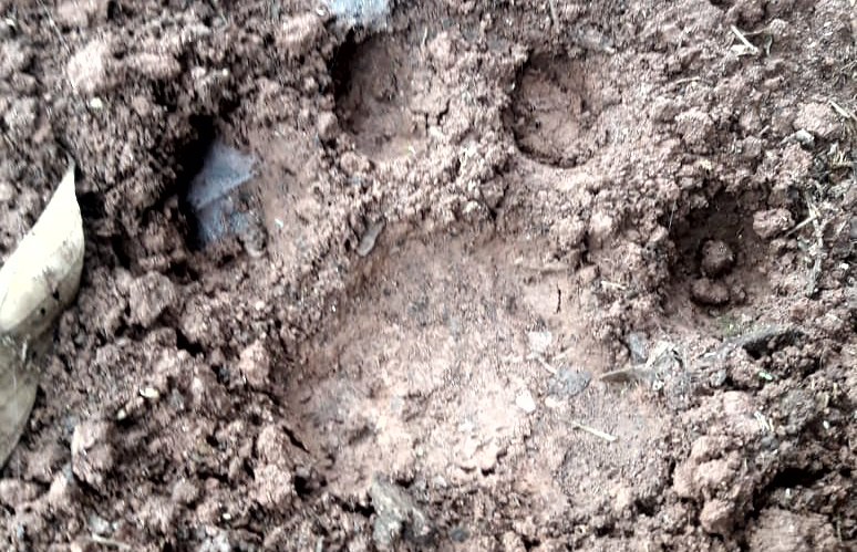 Jejak Harimau Sumatera Ditemukan di Kebun Warga Kawasan Kotanopan