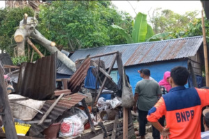 Pohon Tumbang, Dua Rumah di Panyabungan Jae Rusak Berat