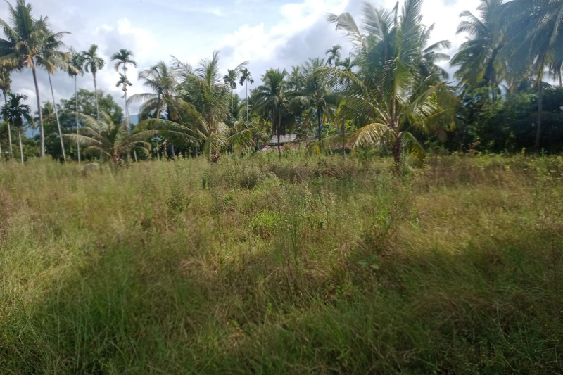 Petani Saba Palas di Panyabungan Jae ngeluh, 2 tahun Tak Nyawah