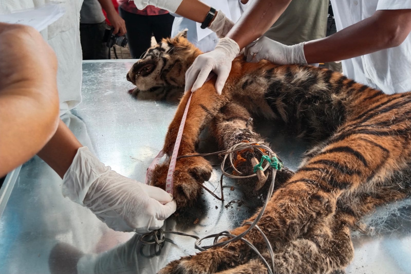 Harimau Sumatera di Madina Tewas Kana Jerat Binatang