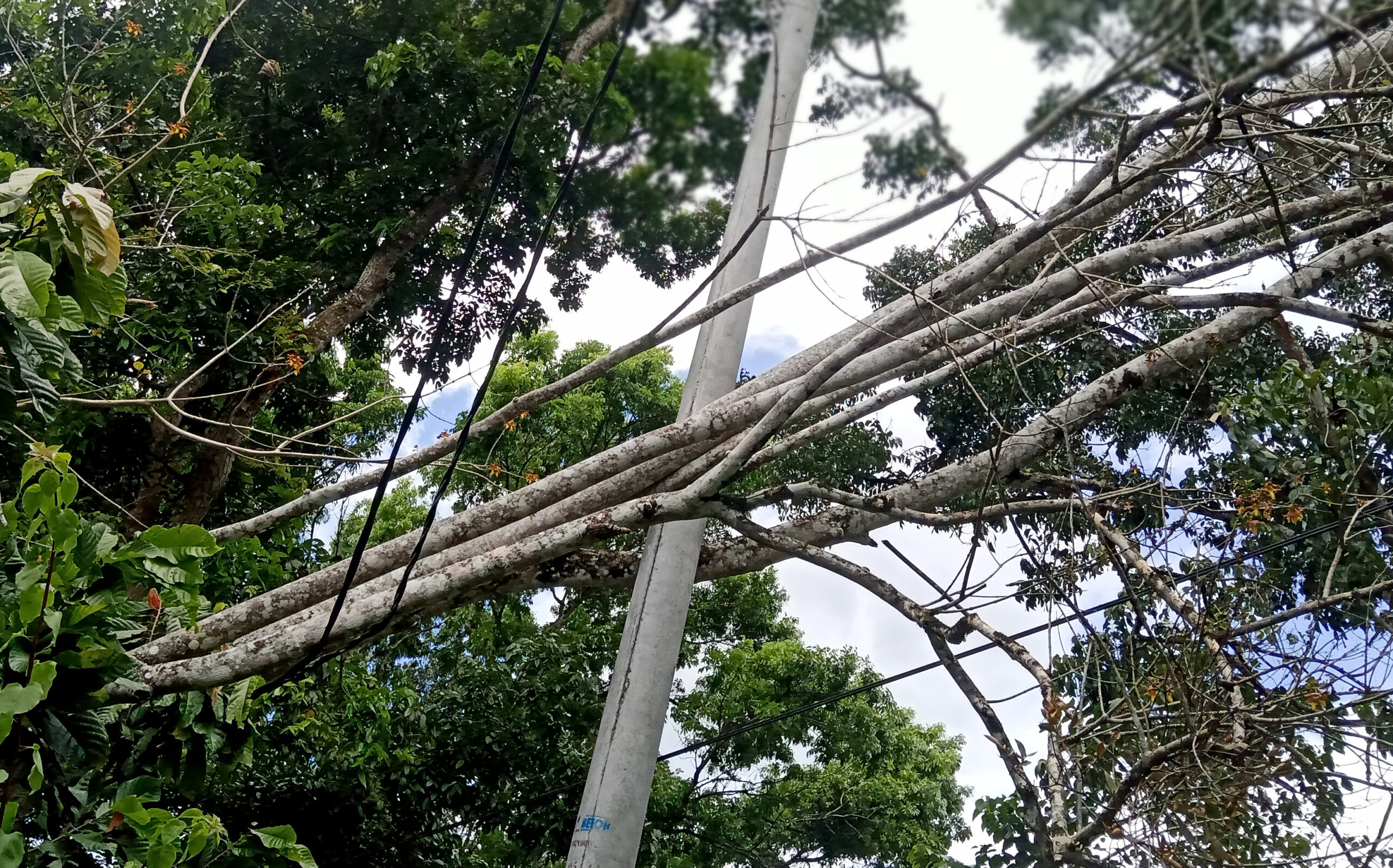 Lebih Seminggu Pohon Tumbang Tertahan Kabel PLN di Samping Gedung Disperindag Madina