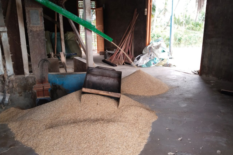 Pengusaha Penggilingan Padi Sebut Harga Gabah di Madina Normal