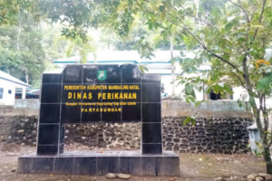 Dinas Perikanan Madina Takbisa Diunggulkan, Sejak 2020 Kebutuhan Ikan Mas Dipasok Dari Sumbar